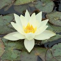 Gele dwergwaterlelie (Nymphaea pygmaea Helvola) waterlelie (6-stuks) - thumbnail