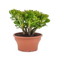 Crassula ovata S kamerplant - thumbnail