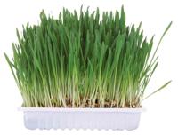 TRIXIE KNAAGDIERGRAS - thumbnail