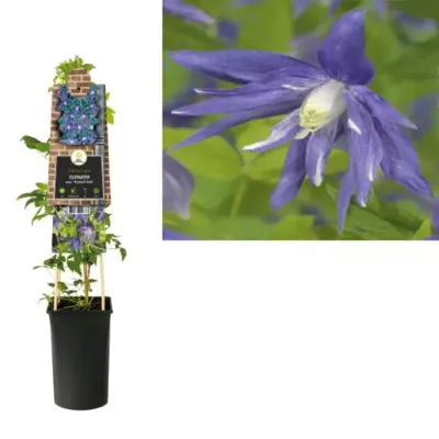 Klimplant Clematis macr. Maidwell Hall - Blauwe Bosrank