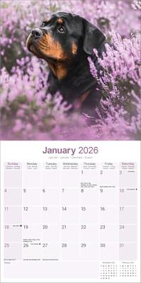 Rottweiler Kalender 2026