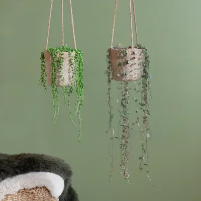 Ceropegia Woodii & Senecio Rowleyanus Duo - P12