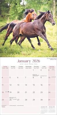 Horses Calendar 2026 Square Horses Wall Calendar - 16 Month