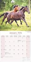 Paarden Kalender 2026 - thumbnail