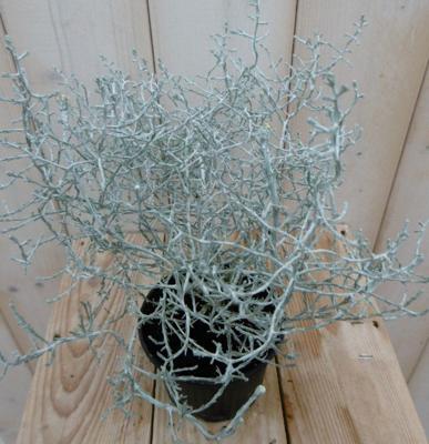 3 stuks! Zilverstruik zilverblad Calocephalus Warentuin Natuurlijk - Warentuin natuurlijk