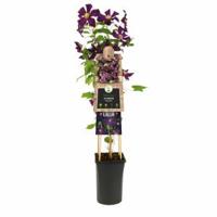 Donkerpaarse bosrank (Clematis "Romantika") klimplant - thumbnail