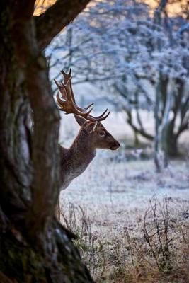 Tuinschilderij hert boom130x70 Customize-it - Customize it Tuinschilderij hert boom130x70 Customize-it - Customize it