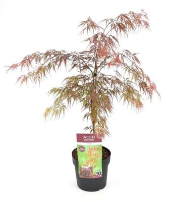 Japanse esdoorn (Acer palmatum "Garnet") heester - 50-60 cm - 1 stuks