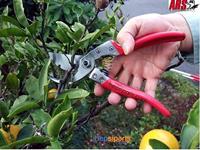 ARS Snoeischaar VS-7XZ 18cm, S, rood - thumbnail