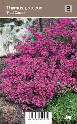 Vips Thymus praecox Red Carpet - Kruiptijm