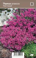Vips Thymus praecox Red Carpet - Kruiptijm - thumbnail