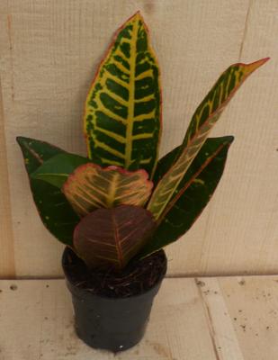 Croton Codiaeum Wonderstruik kamerplant potmaat 17 cm H30-50 cm Warentuin Natuurlijk - Warentuin natuurlijk