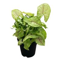 Syngonium 'golden allusion' - P 17 cm - thumbnail