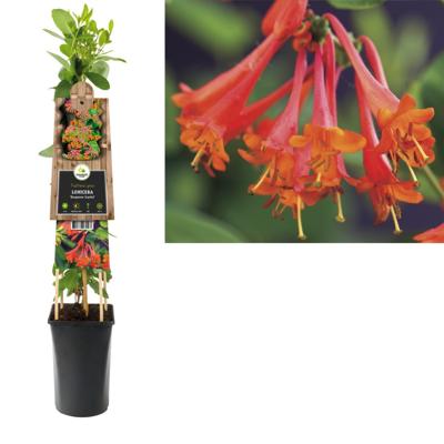 Oranjerode kamperfoelie (Lonicera "Dropmore Scarlet") klimplant