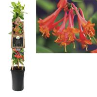 Oranjerode kamperfoelie (Lonicera "Dropmore Scarlet") klimplant - thumbnail