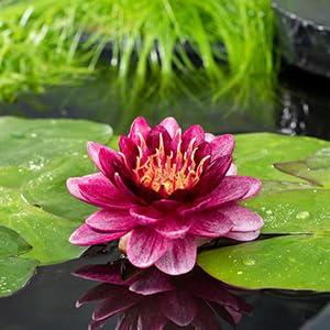 Rode waterlelie (Nymphaea Perry almost black) waterlelie (6-stuks) Rode waterlelie (Nymphaea Perry almost black) waterlelie (6-stuks)