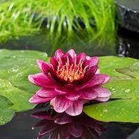 Rode waterlelie (Nymphaea Perry almost black) waterlelie (6-stuks) - thumbnail