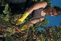 Felco 300 oogstschaar - thumbnail