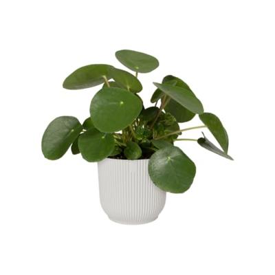 Elho Bloempot Vibes Fold Zijdewit Ø14cm