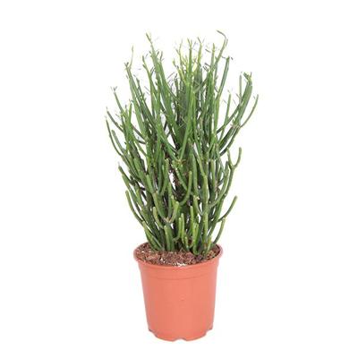 Potloodplant (Euphorbia Tirucalli) P 17 cm Potloodplant (Euphorbia Tirucalli) P 17 cm