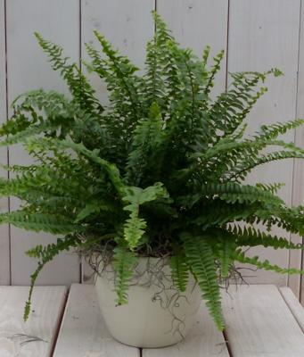 Koningsvaren creme pot 30 cm Warentuin Natuurlijk - Warentuin natuurlijk