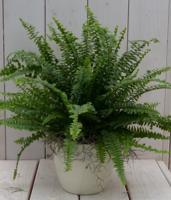 Koningsvaren creme pot 30 cm Warentuin Natuurlijk - Warentuin natuurlijk - thumbnail