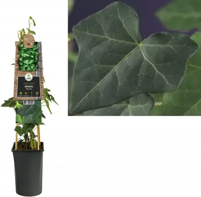 Klimop Hedera Hibernica M 75 cm klimplant Klimop Hedera Hibernica M 75 cm klimplant