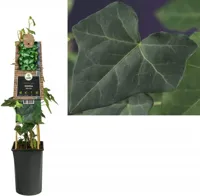 Klimop Hedera Hibernica M 75 cm klimplant - thumbnail