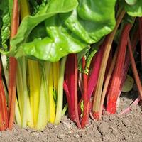 Snijbiet zaden - Regenboog mix - thumbnail