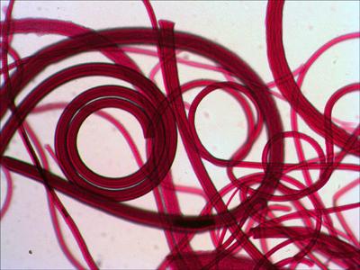 Levenhuk 29279 Microscoop objectdrager