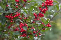 Hulst Piramidevormig - thumbnail