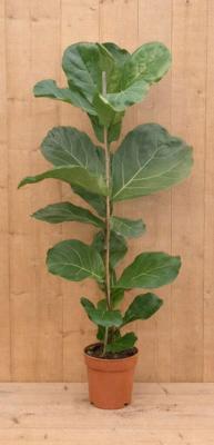 Tabaksplant Ficus Lyrata kamerplant potmaat 17 cm H60-80 Warentuin Natuurlijk - Warentuin natuurlijk