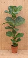 Tabaksplant Ficus Lyrata kamerplant potmaat 17 cm H60-80 Warentuin Natuurlijk - Warentuin natuurlijk - thumbnail