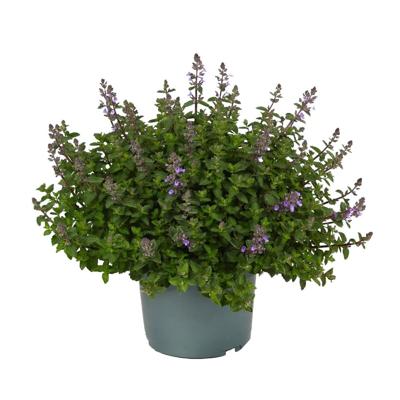 Nepeta Faassenii - Kattenkruid - P19 Nepeta Faassenii - Kattenkruid - P19