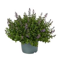 Nepeta Faassenii - Kattenkruid - P19 - thumbnail