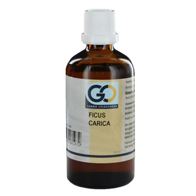 GO Ficus carica BIO