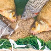 Zammataro Rotauge / Voorn 1kg - thumbnail