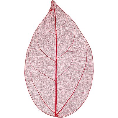 Creativ Company Skeleton leaves , l: 6-8 cm, rood, 20 stuk/ 1 doos Creativ Company Skeleton leaves , l: 6-8 cm, rood, 20 stuk/ 1 doos