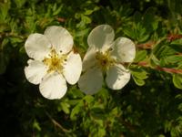 Ganzerik - thumbnail