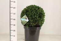 Japanse hulst bolvorm - thumbnail