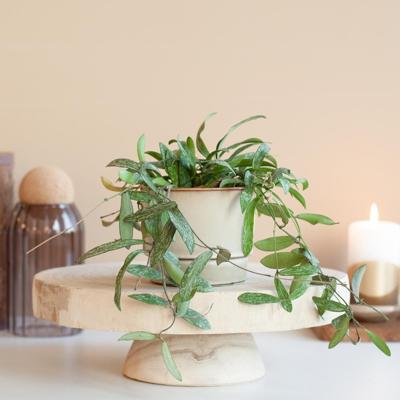 Hoya Sigillatis - Wasbloem - P7 Hoya Sigillatis - Wasbloem - P7