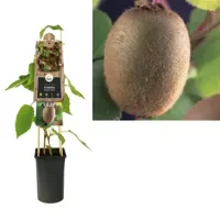 Kiwi (zelfbestuivend) (Actinidia deliciosa "Jenny") klimplant - thumbnail