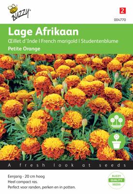 Tagetes, lage Afrikaan Petite Orange