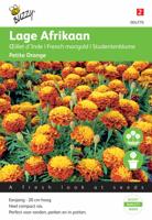 Tagetes, lage Afrikaan Petite Orange - thumbnail