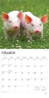 Varken Kalender 2026 - thumbnail