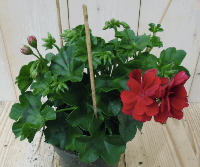 3 stuks! Hanggeranium Pelargonium peltatum rood Warentuin Natuurlijk - Warentuin natuurlijk - thumbnail