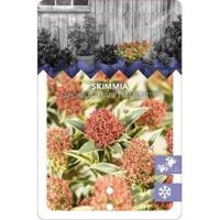 Skimmia (Skimmia Japonica “Magic Marlot”®) heester - 20-25 cm (C2) - 6 stuks - thumbnail