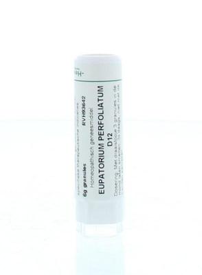 Eupatorium perfoliatum D12 6 Gram