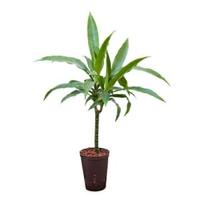 Dracaena janet craig hydrocultuur plant - thumbnail