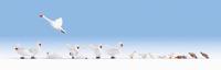 NOCH Swan and Ducks schaalmodel onderdeel en -accessoire Figuurtjes - thumbnail